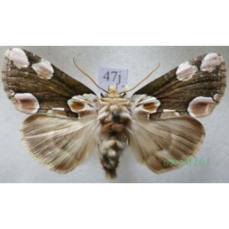 Thyatira batis (Linnaeus, 1758) Plamówka malinówka Czech47j